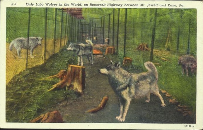 Lobo Wolves -don./D. Rathfon