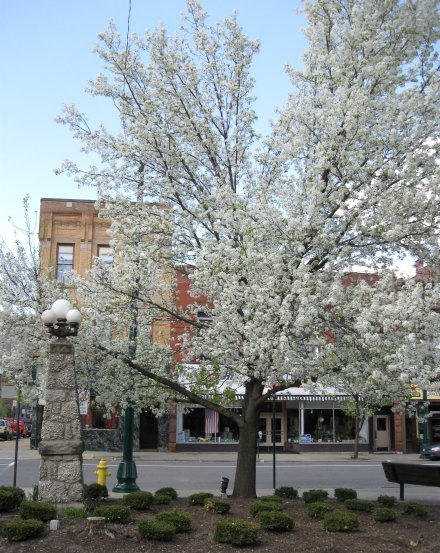 Tree in Bloom & Stone Lamp Post